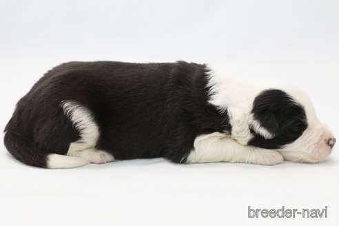 成約済の神奈川県のボーダーコリー-304588の5枚目